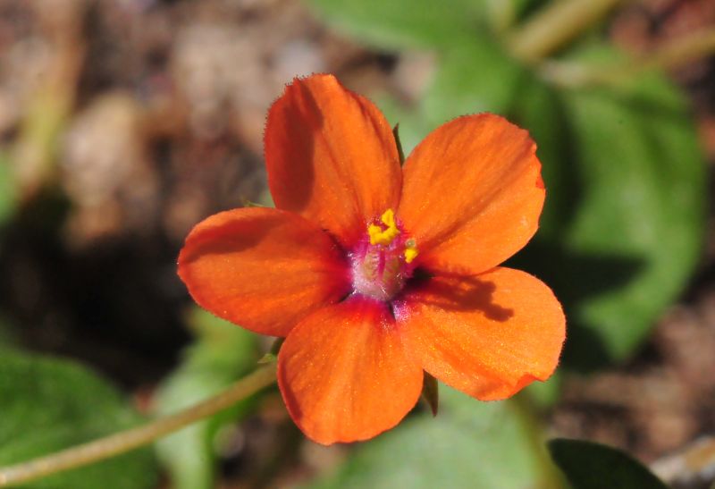 Lysimachia (=Anagallis) arvensis